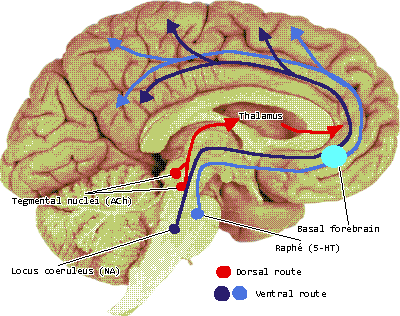 reticular activating system