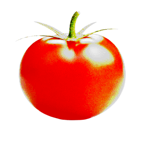 Tomato